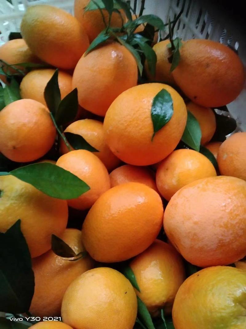 黄果柑产地大量上市啦，个大均匀口感纯甜化渣，电商平台社区