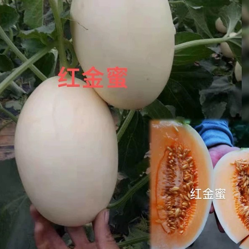 【河南滑县】精品红金蜜甜瓜，蜜瓜，规格齐全瓜形漂亮