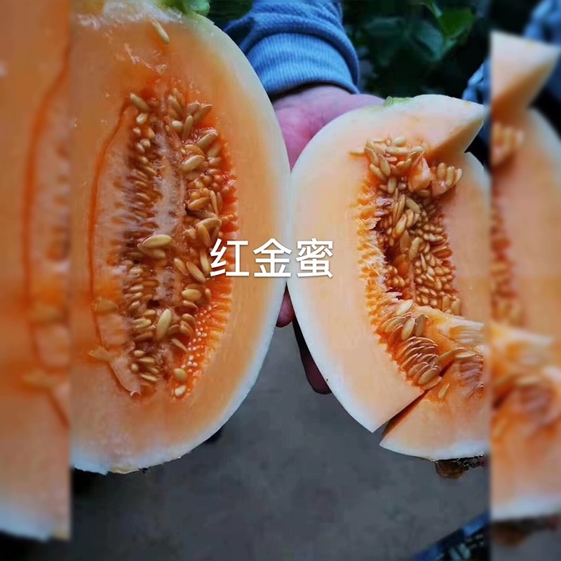 【河南滑县】精品红金蜜甜瓜，蜜瓜，规格齐全瓜形漂亮