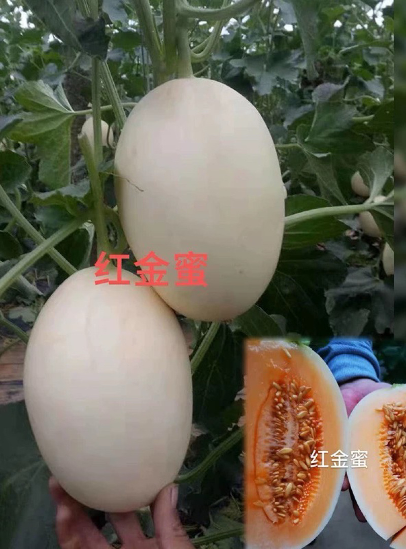 【河南滑县】精品红金蜜甜瓜，蜜瓜，规格齐全瓜形漂亮