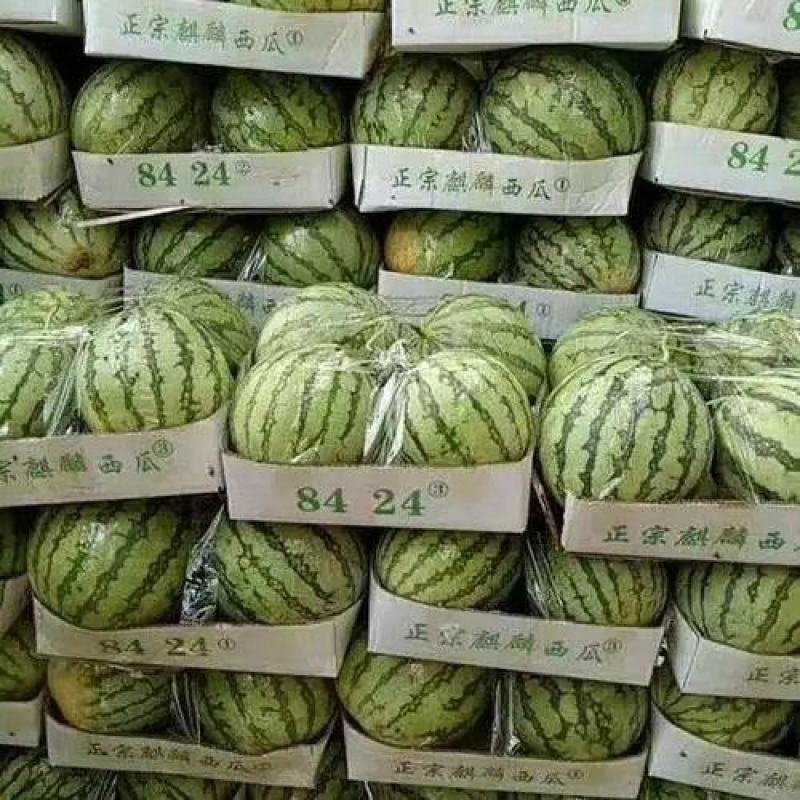 安徽优质8424西瓜，现货现发大量供应品质保障产地直发