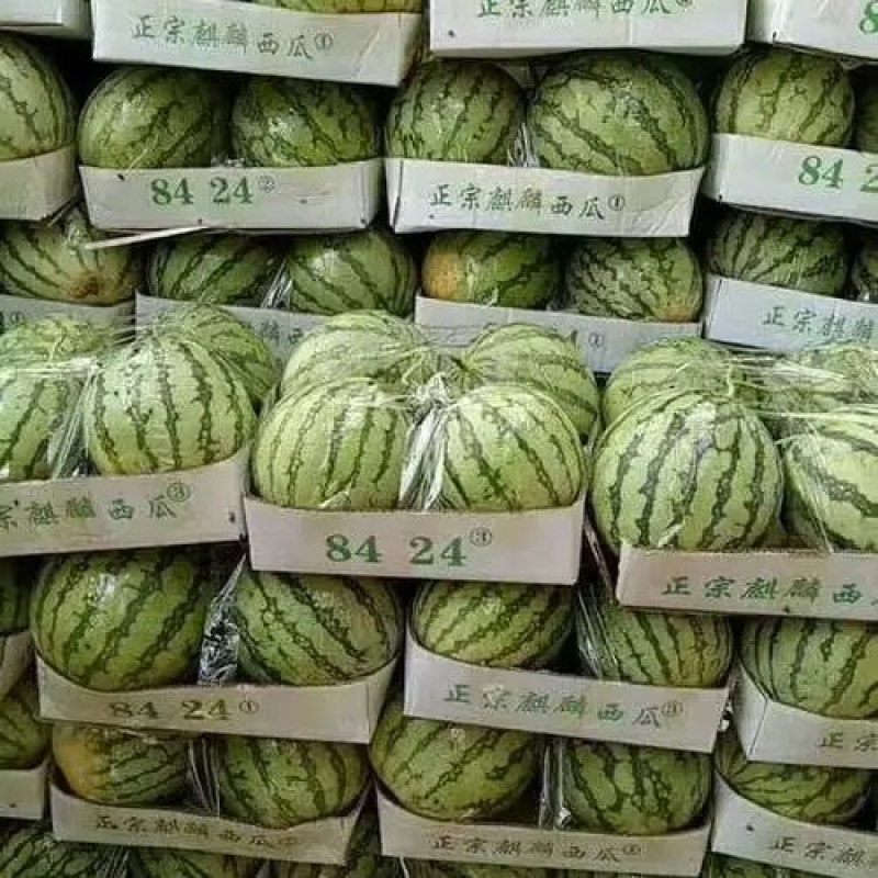 安徽优质8424西瓜，现货现发大量供应品质保障产地直发
