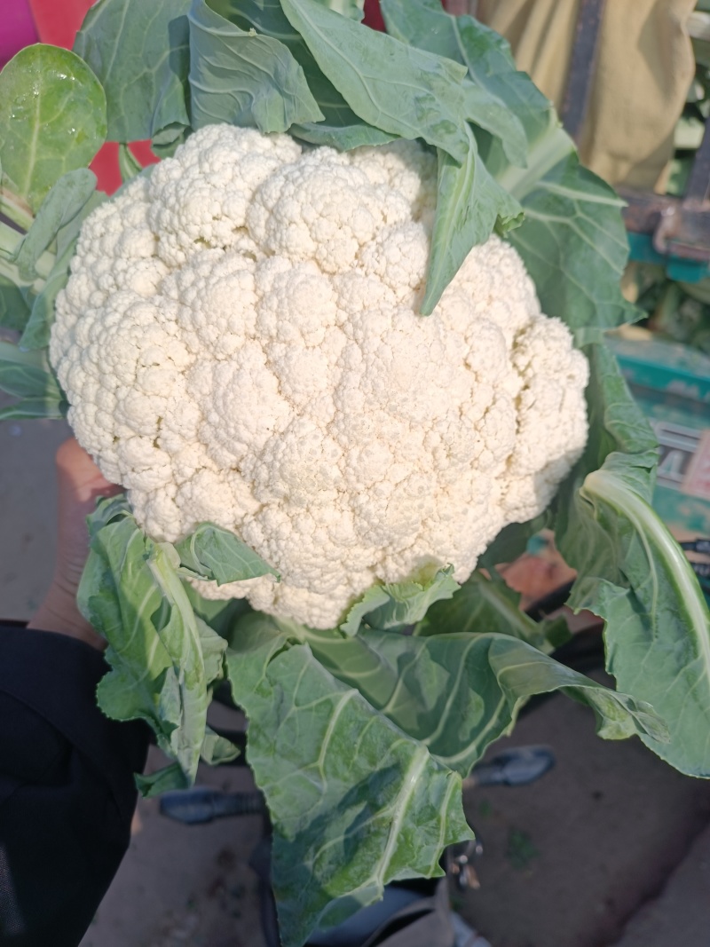 【推荐】河北邯郸有机花菜菜花松花菜品质好需要电联