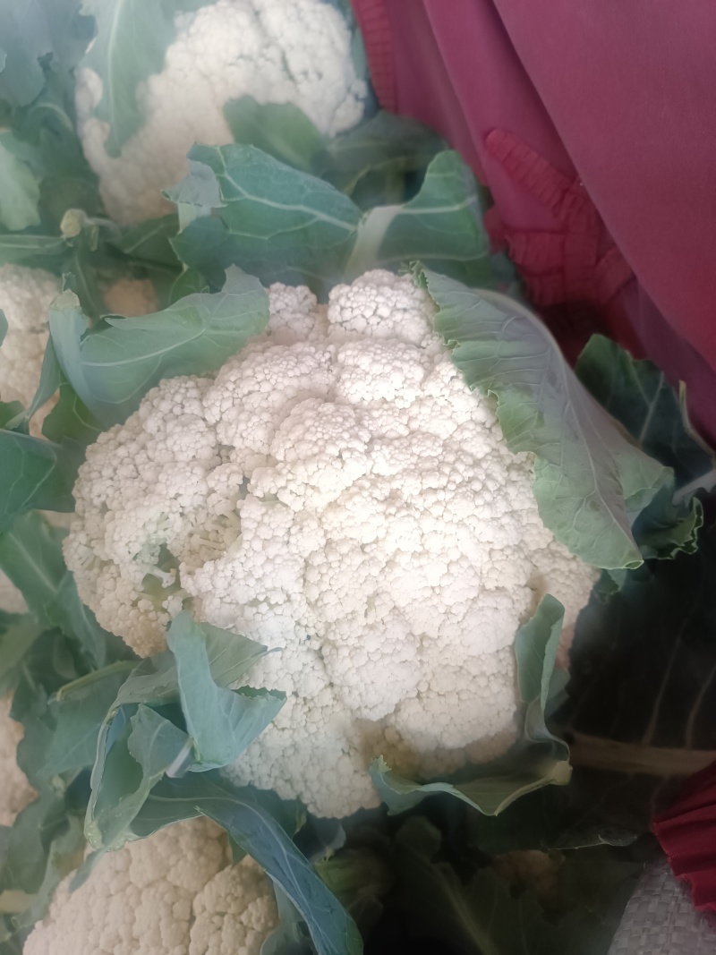 【推荐】河北邯郸有机花菜菜花松花菜品质好需要电联