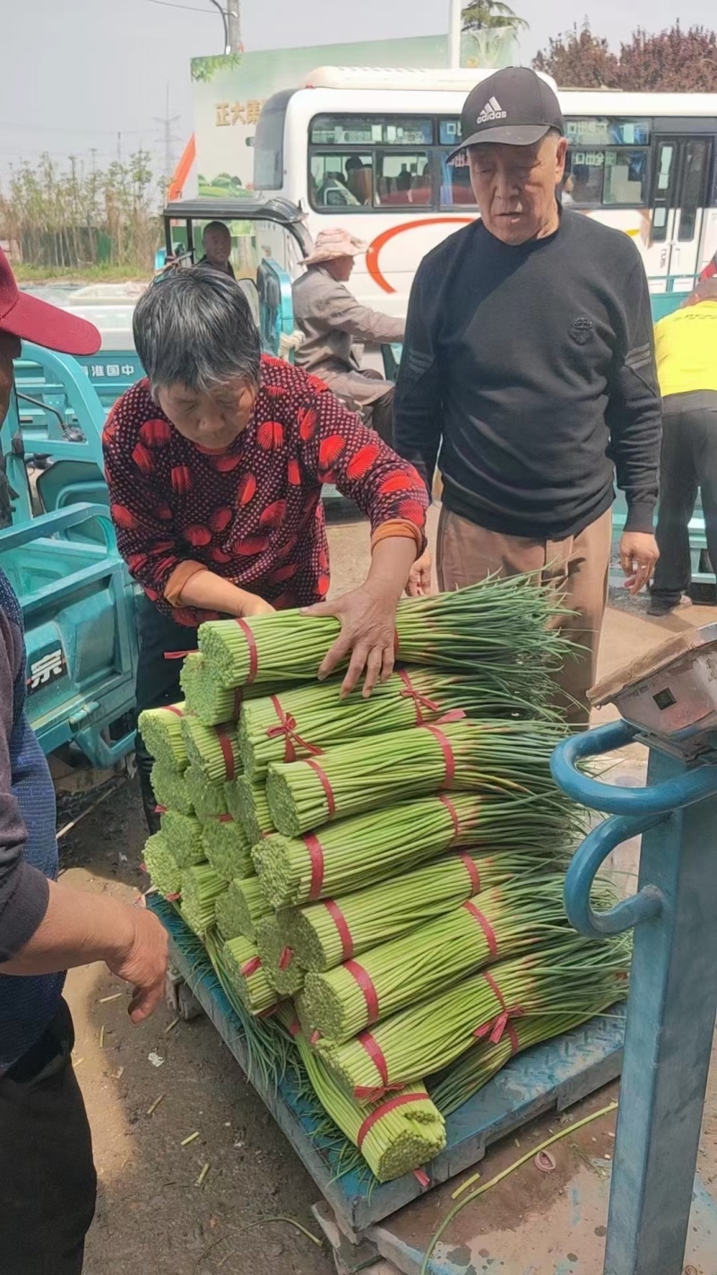 精品红帽蒜苔，蒜薹，干谭，50到60，可以精品加工小把，