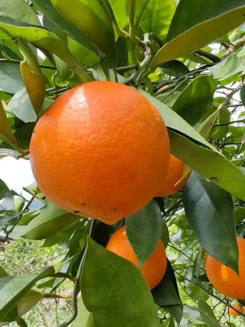 默科特