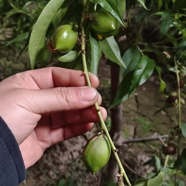 油桃，水蜜桃，蟠桃，大棚种植，20个棚