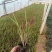 血草日本血草死苗补发量大可优惠