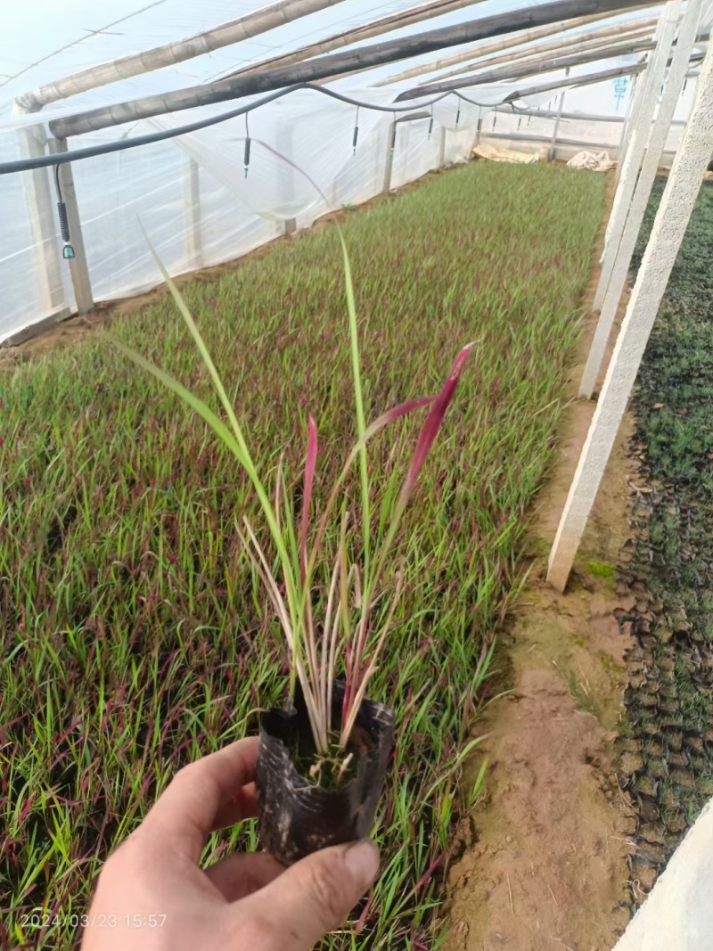 血草日本血草死苗补发量大可优惠
