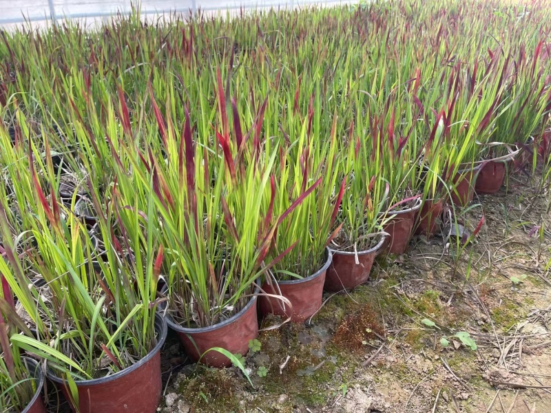 血草日本血草死苗补发量大可优惠