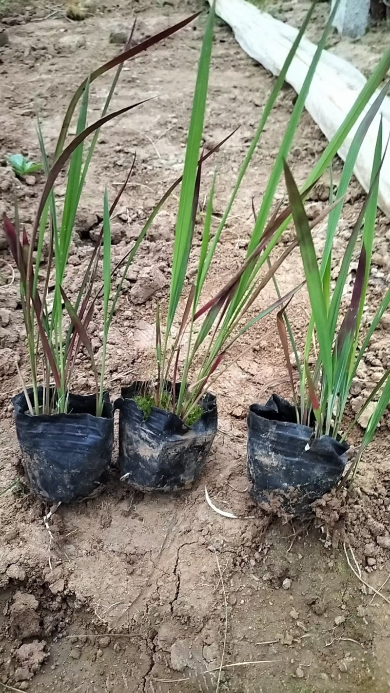 血草日本血草死苗补发量大可优惠
