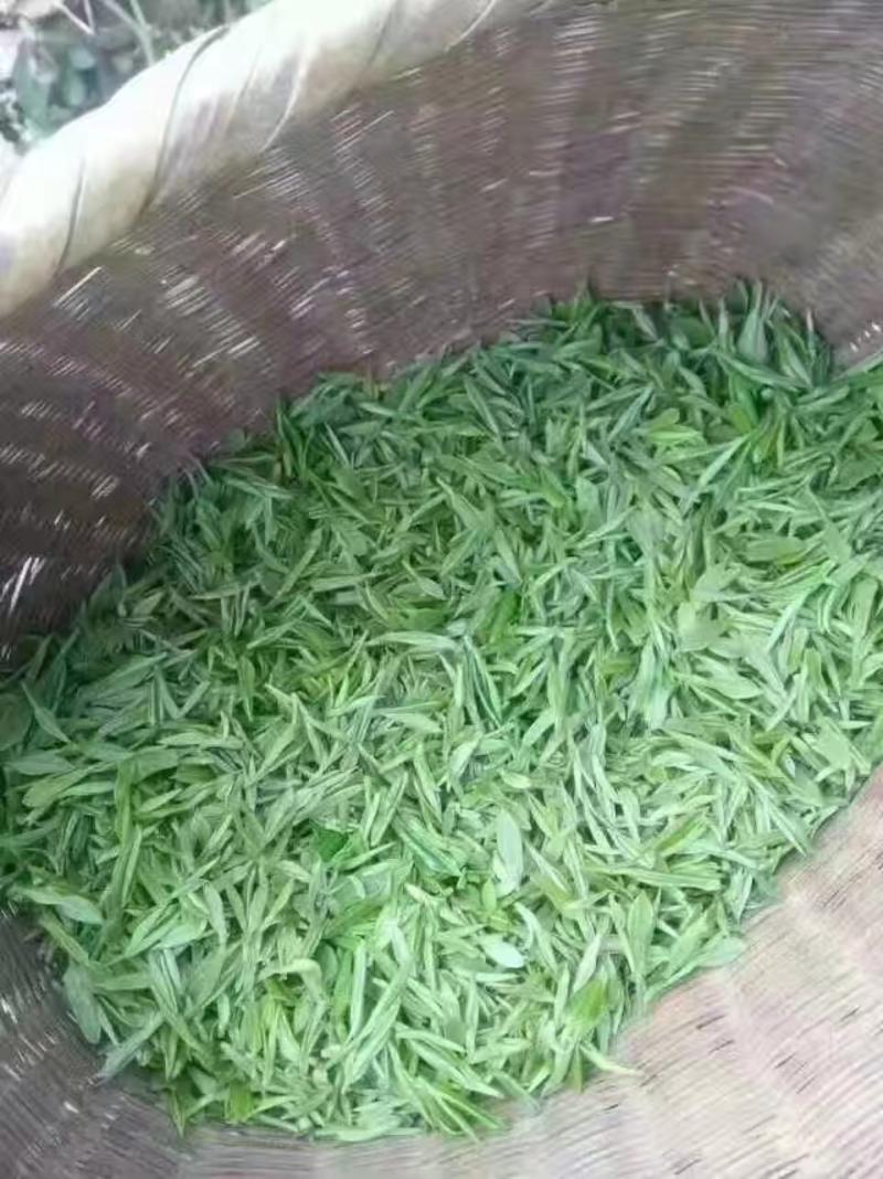 舒城小兰花茶