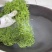 舒城小兰花茶