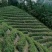 舒城小兰花茶