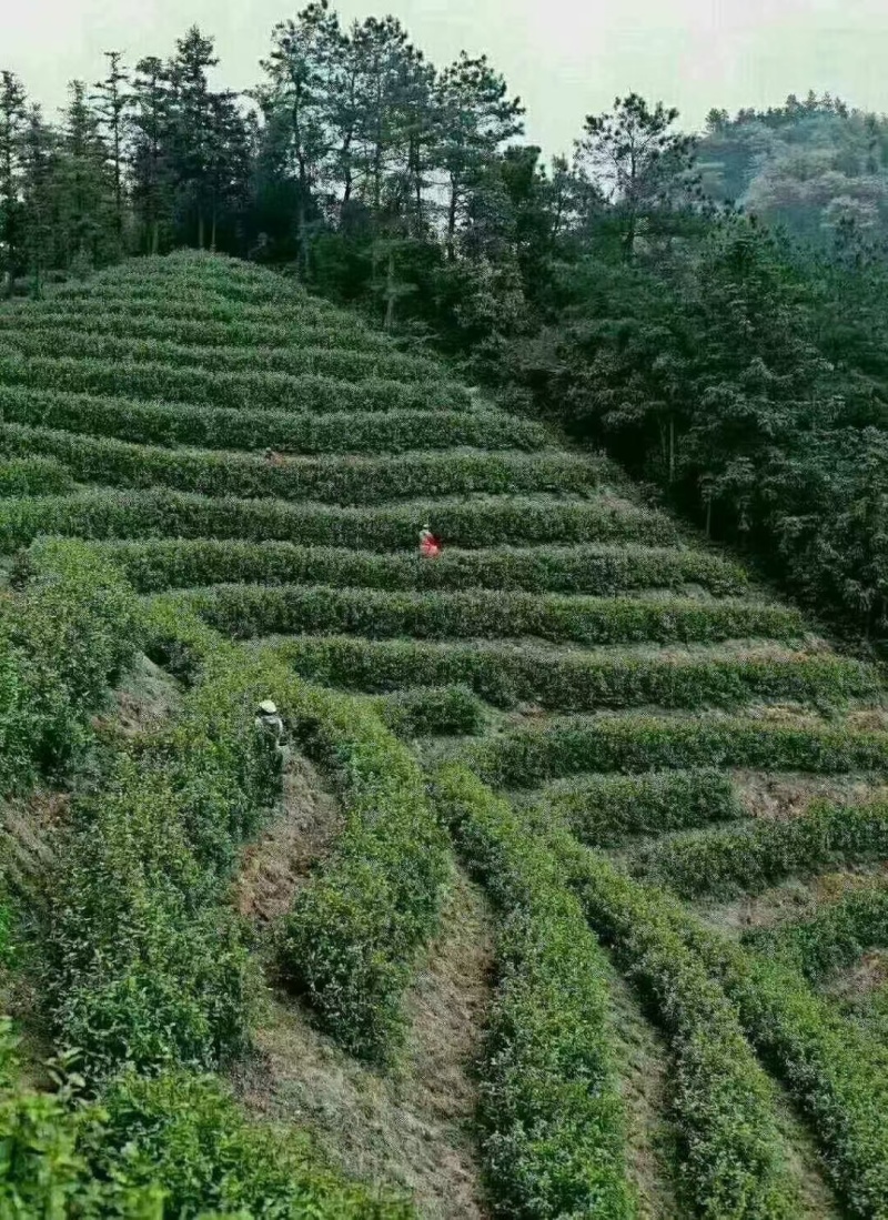 舒城小兰花茶
