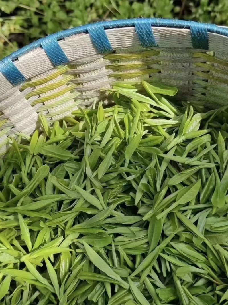 舒城小兰花茶