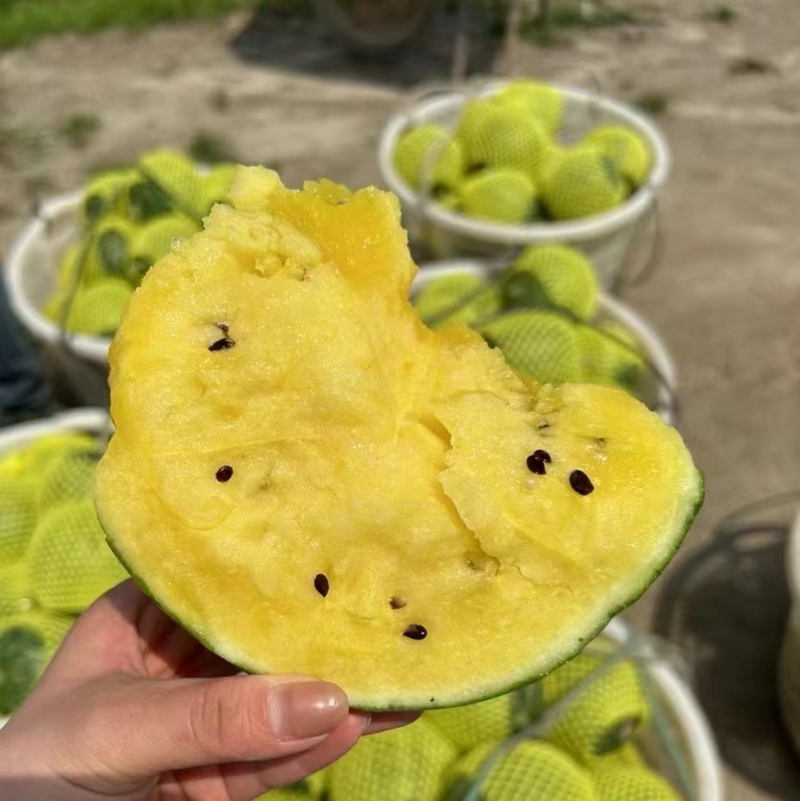 产地直发应季西瓜量大从优