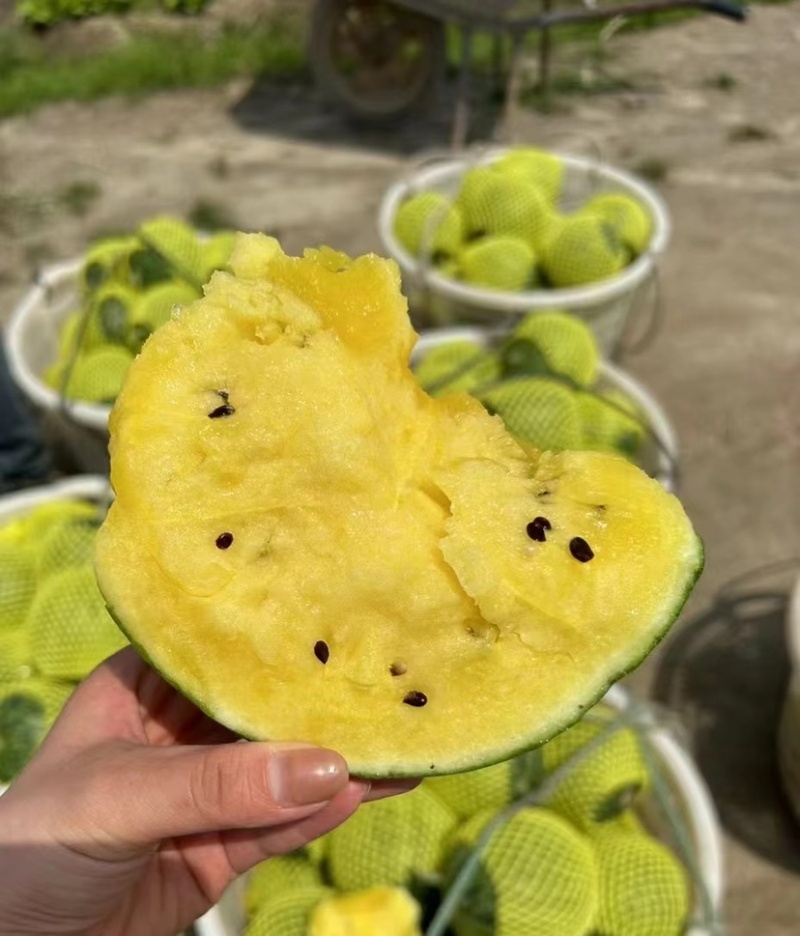 产地直发应季西瓜量大从优