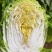 邯郸本地黄心大白菜大量上市，对接各大批发市场电商食堂