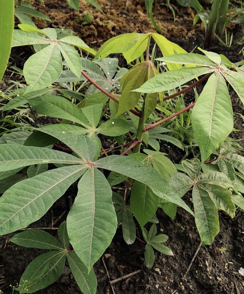 木薯种苗黄肉木薯水晶木薯珍珠木薯香糯粉高产各种木薯种苗