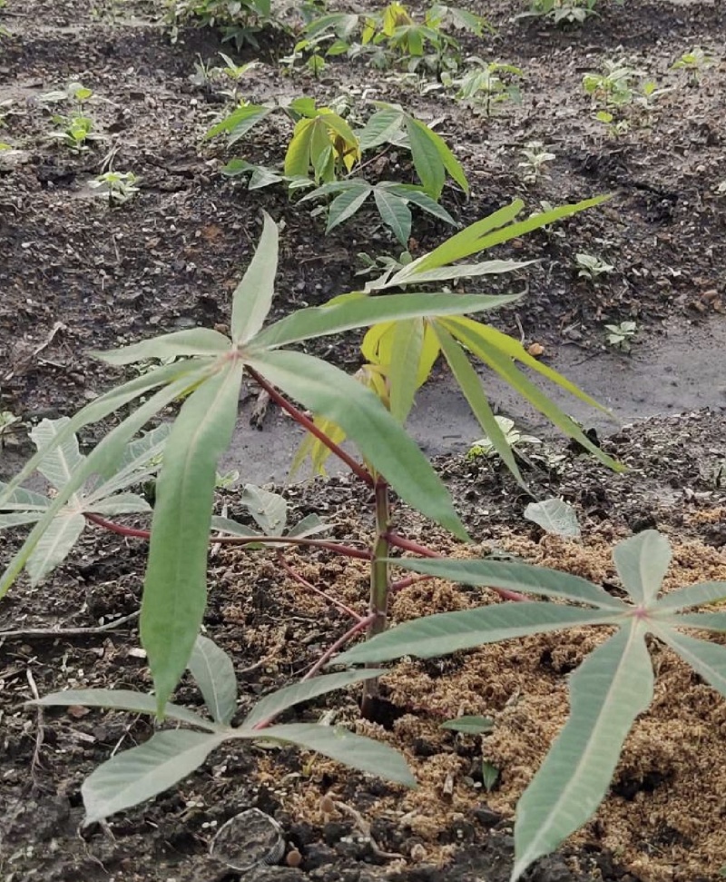 木薯种苗黄肉木薯水晶木薯珍珠木薯香糯粉高产各种木薯种苗
