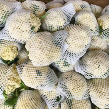 邯郸本地有机花大量上市,适合各大批发市场电商食堂