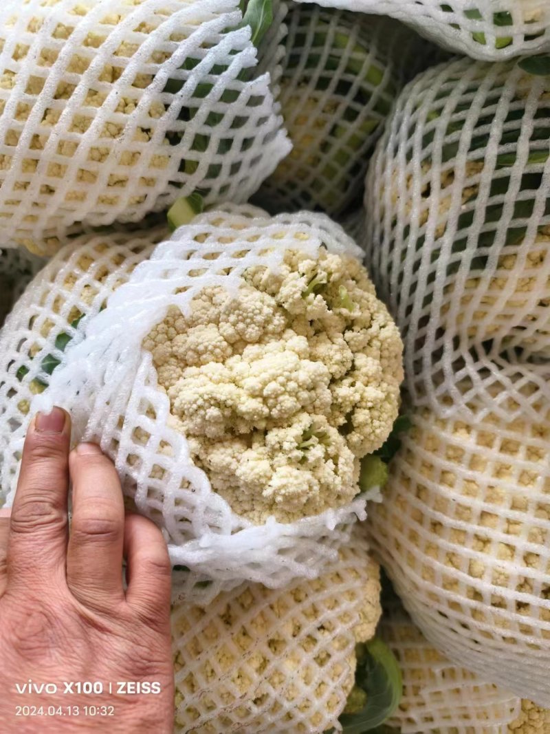 邯郸本地有机花大量上市，适合各大批发市场电商食堂