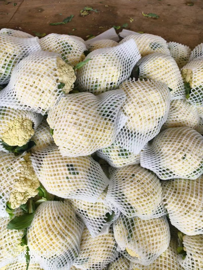 邯郸本地有机花大量上市，适合各大批发市场电商食堂