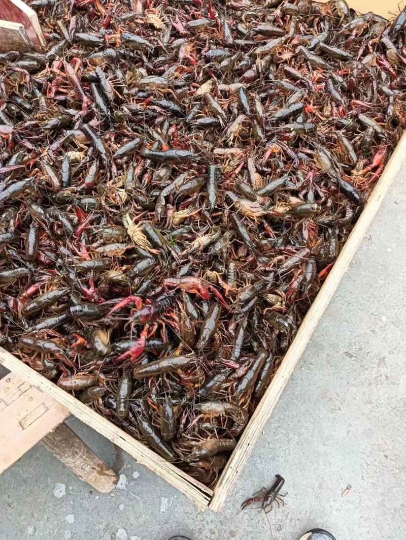 小龙虾