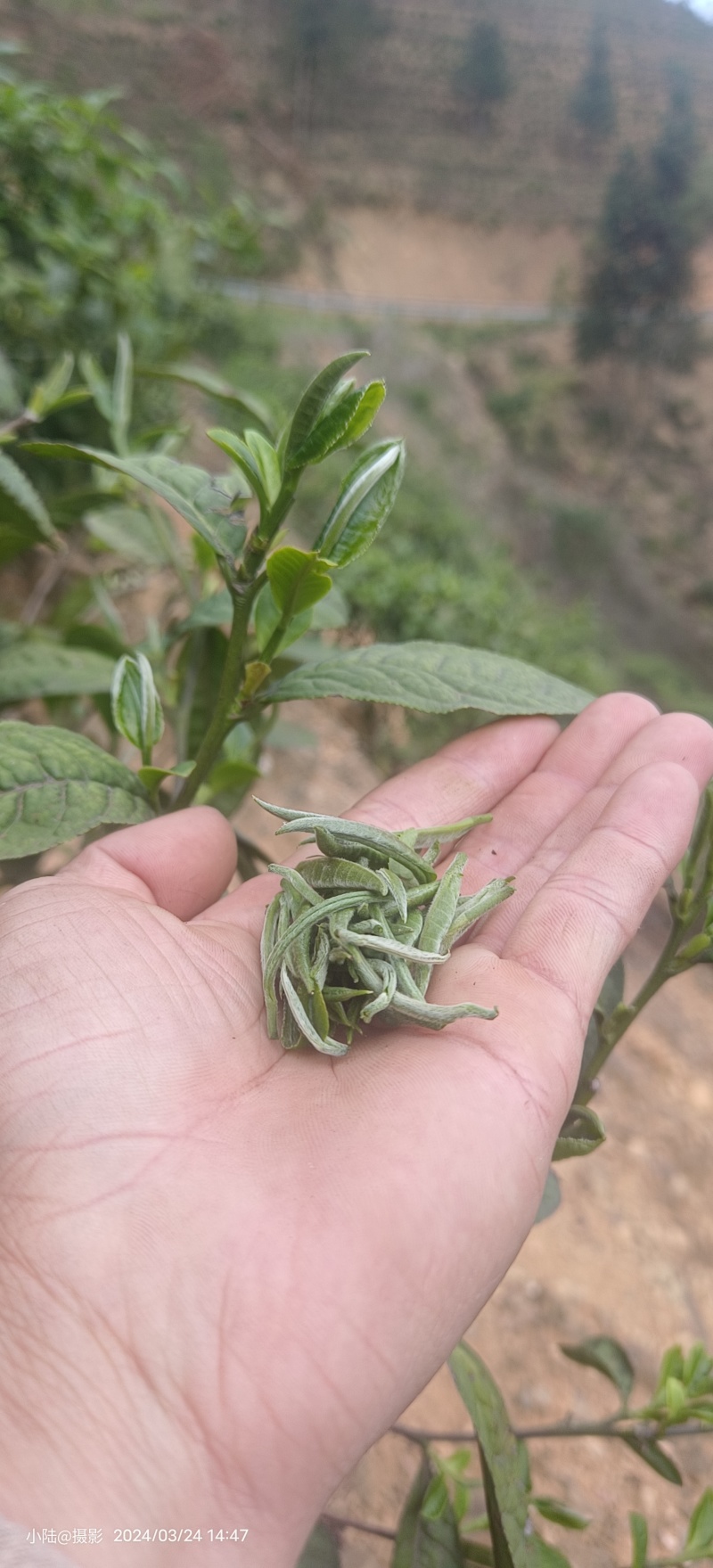 云南生态绿茶特制传承古艺手工毛尖茶瑶山茶