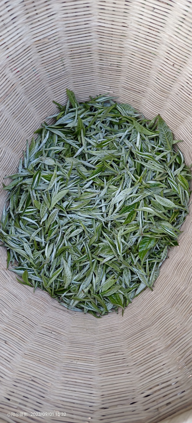 云南生态绿茶特制传承古艺手工毛尖茶瑶山茶