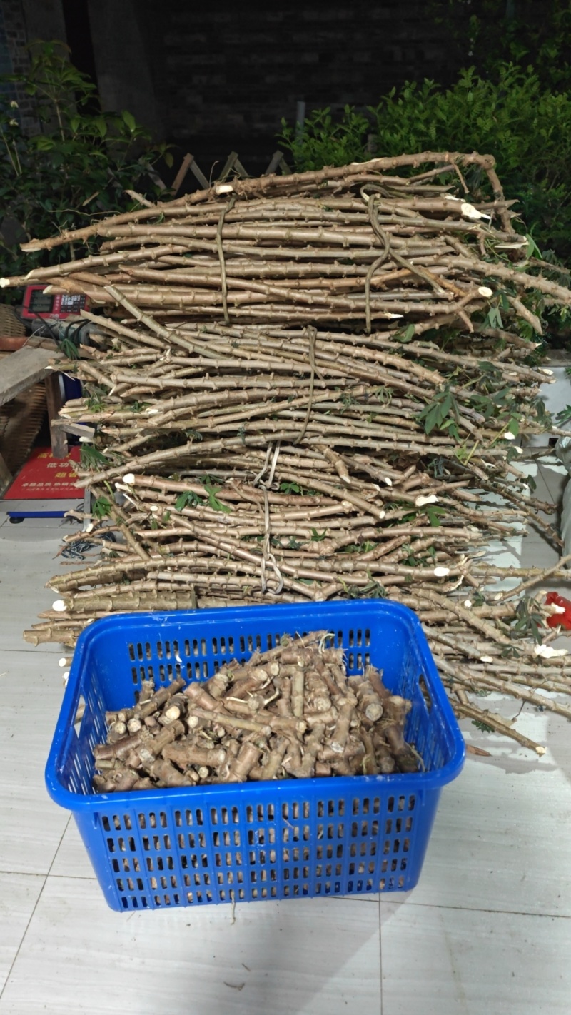 木薯种苗黄肉木薯水晶木薯珍珠木薯香糯粉高产各种木薯种苗