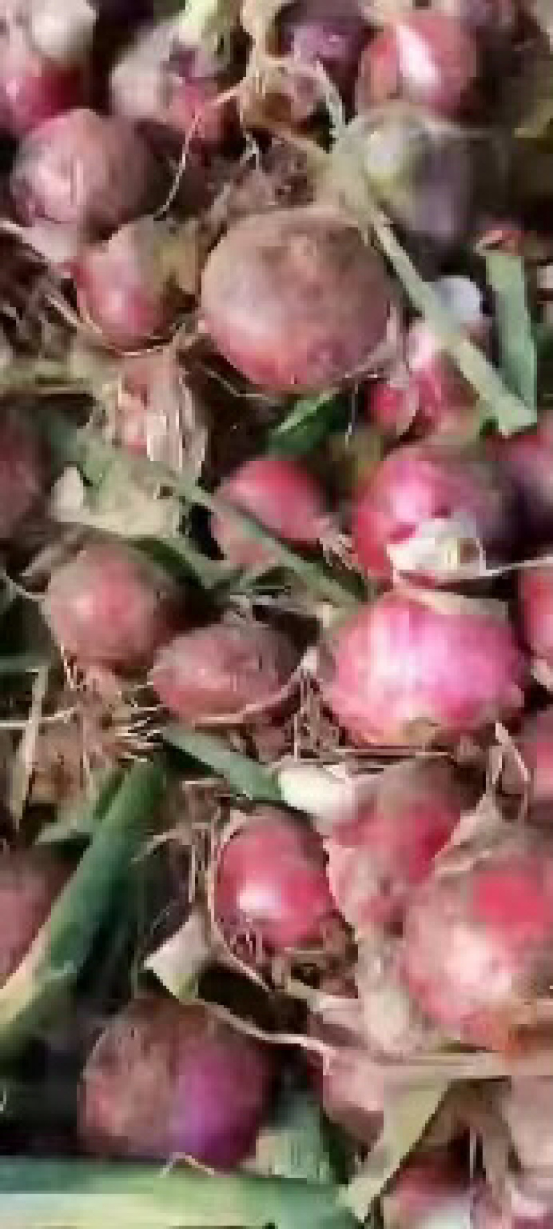 甘肃河南红洋葱产地直发一手货源，欢迎致电
