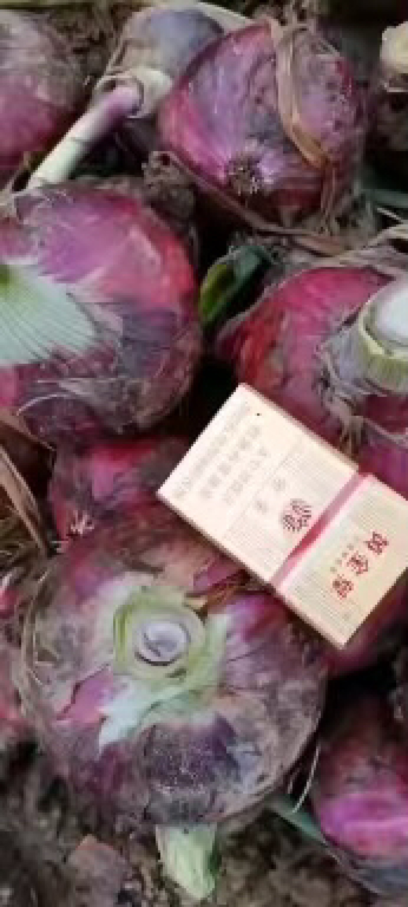 甘肃河南红洋葱产地直发一手货源，欢迎致电