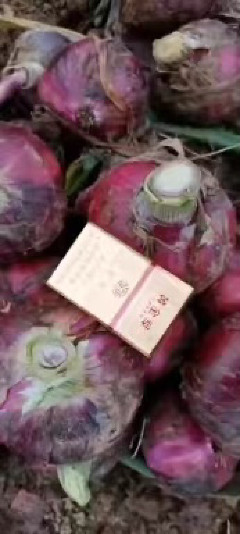 甘肃河南红洋葱产地直发一手货源，欢迎致电