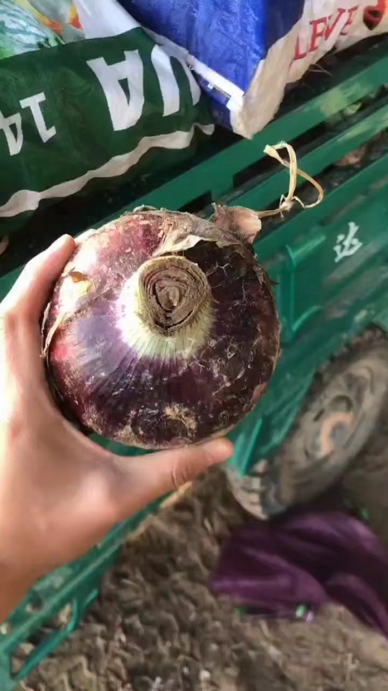 甘肃河南红洋葱产地直发一手货源，欢迎致电