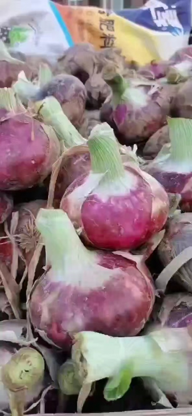 甘肃河南红洋葱产地直发一手货源，欢迎致电