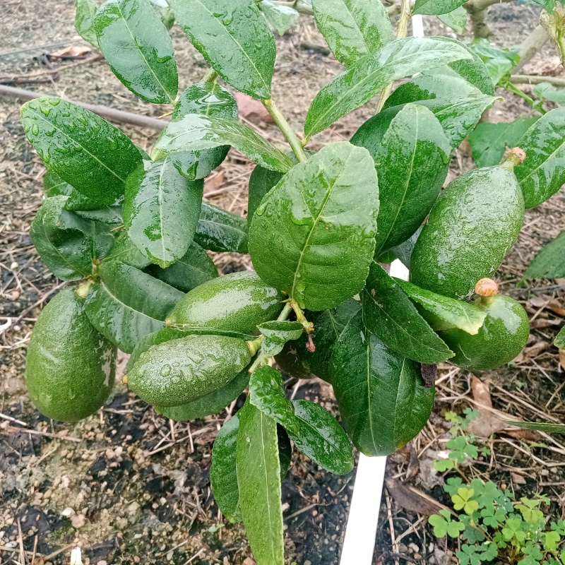 子弹头香水柠檬基地直发可一件代发奶茶店优先