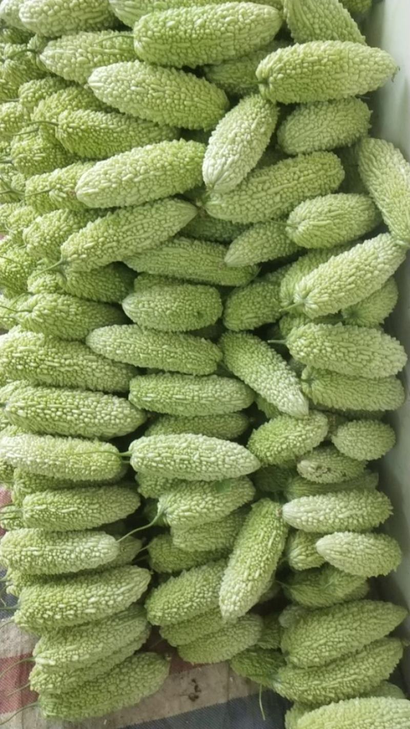 青珍珠苦瓜