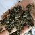 绞股蓝绞股蓝茶祥泰药材栈中药材批发零售实物拍摄量多从