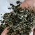 绞股蓝绞股蓝茶祥泰药材栈中药材批发零售实物拍摄量多从