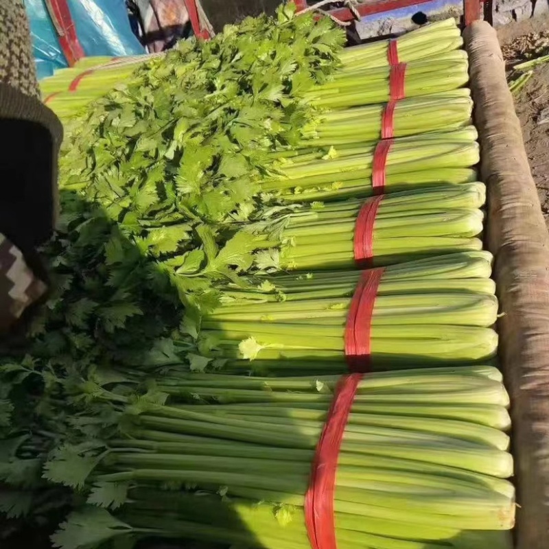 精品西芹法国皇后中西棵基地直销质量保证价格美丽