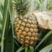 菠萝海南凤梨金钻凤梨品质好价格低对接全国商超市场