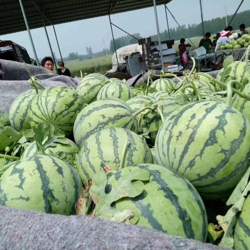 河南无籽美都西瓜产地直发一手货源接各大平台代收代发