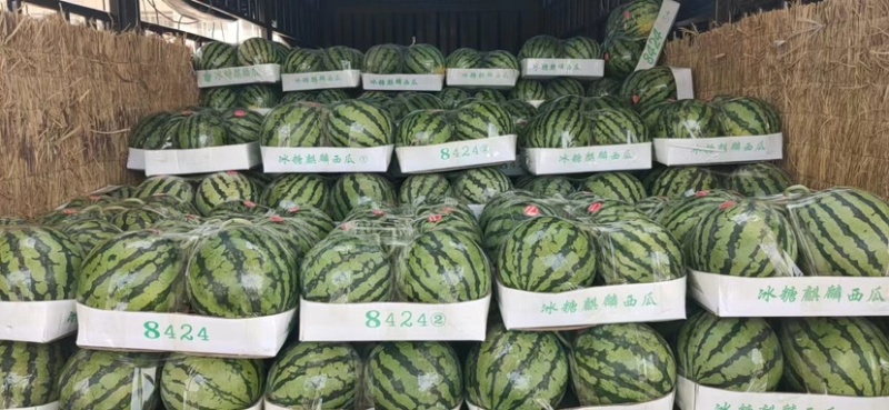 河南无籽美都西瓜产地直发一手货源接各大平台代收代发