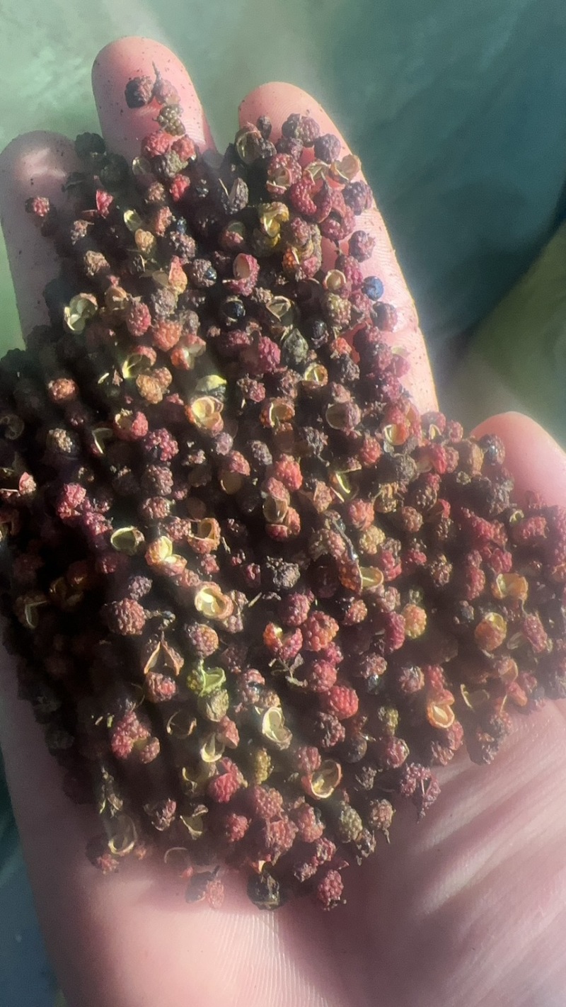 鲜干花椒、青麻椒产地直发欢迎咨询清花椒、鲜花椒
