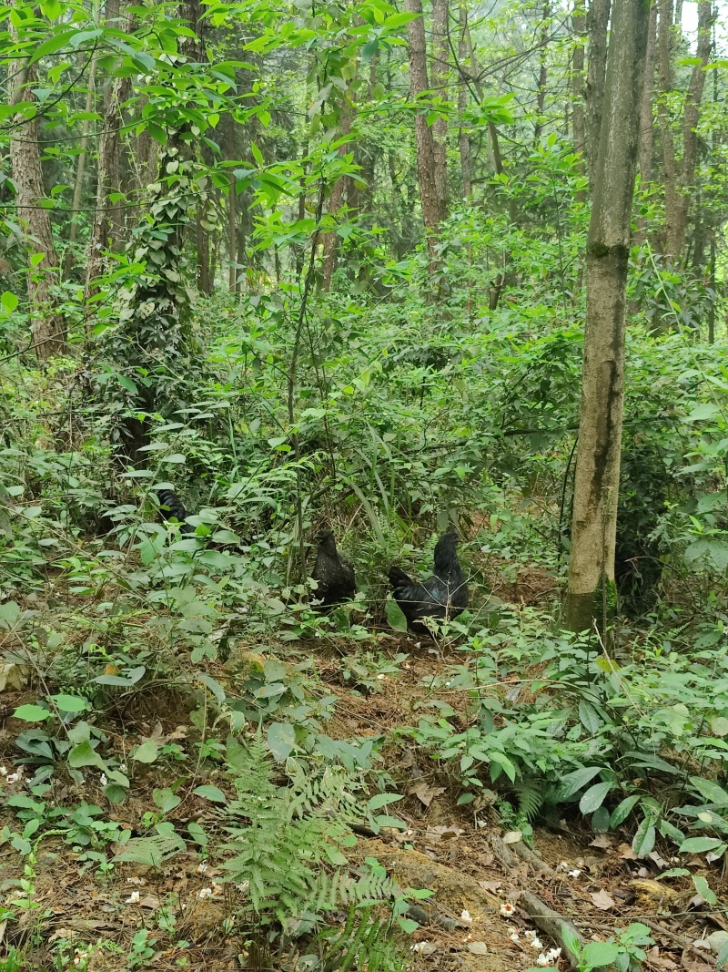 盐津乌骨鸡