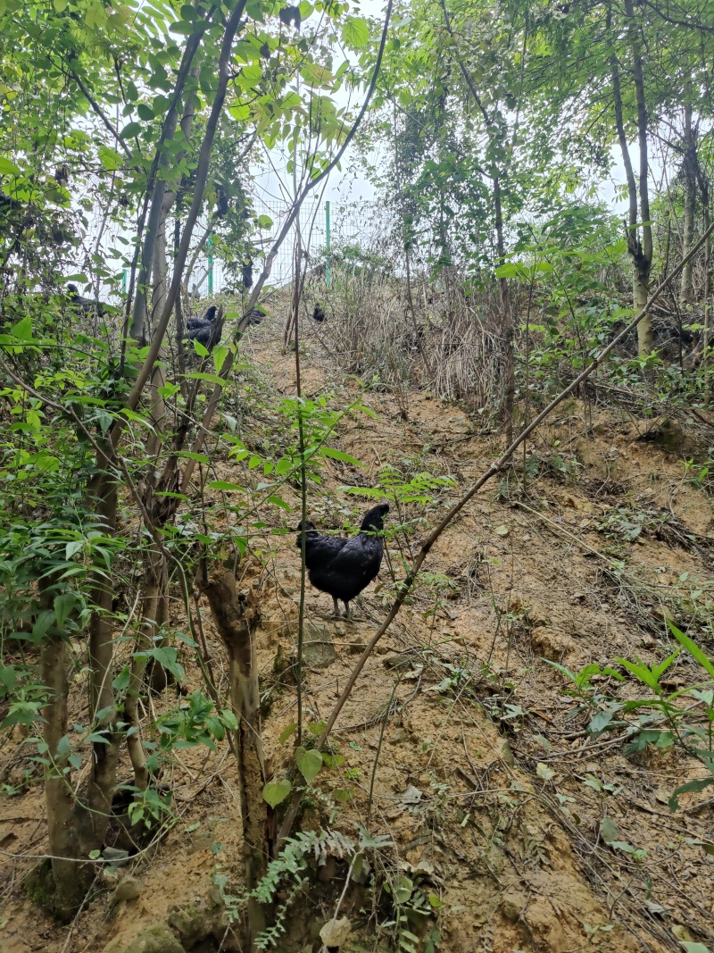 盐津乌骨鸡