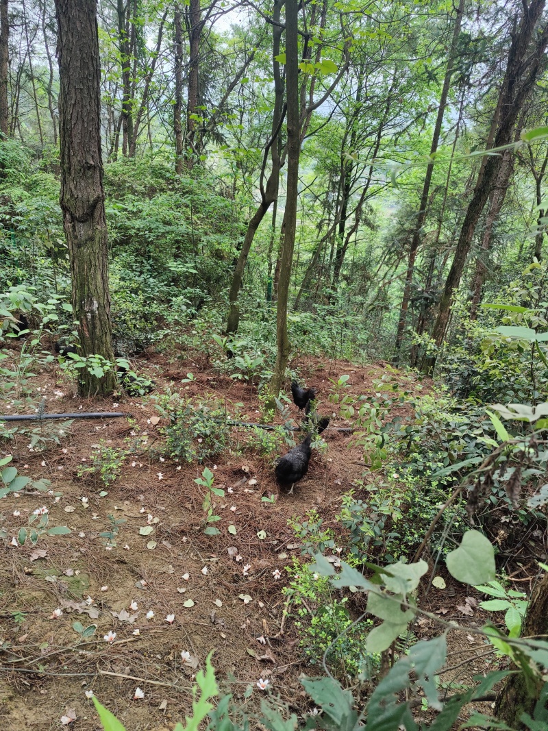 盐津乌骨鸡