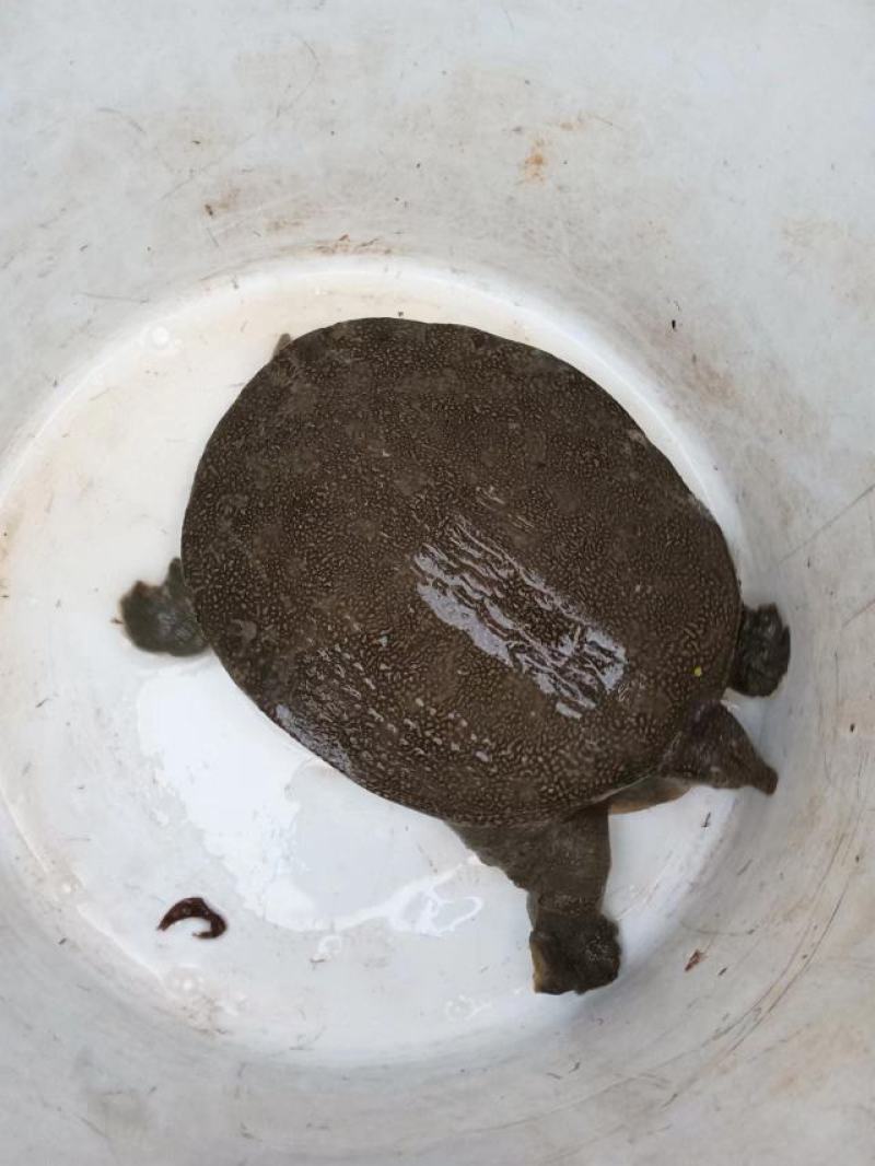 甲鱼